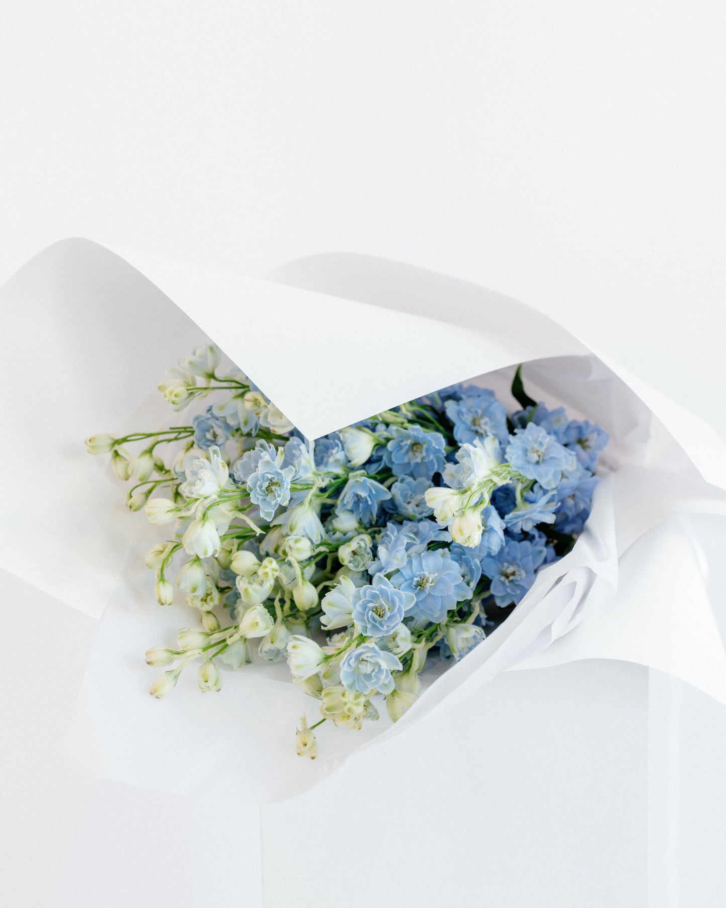 Delphinium Flower Bunch
