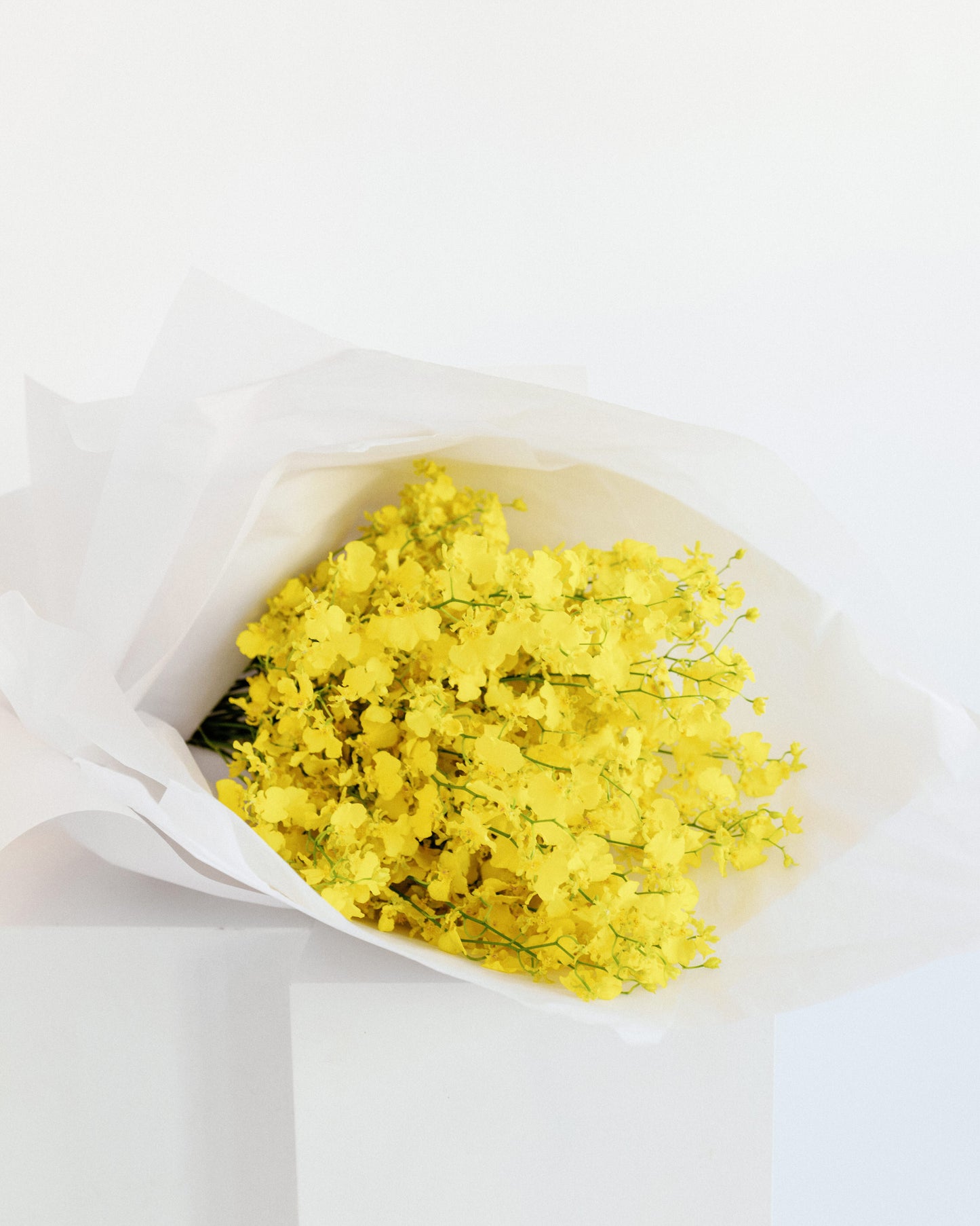 Oncidium Orchids Flower Bunch