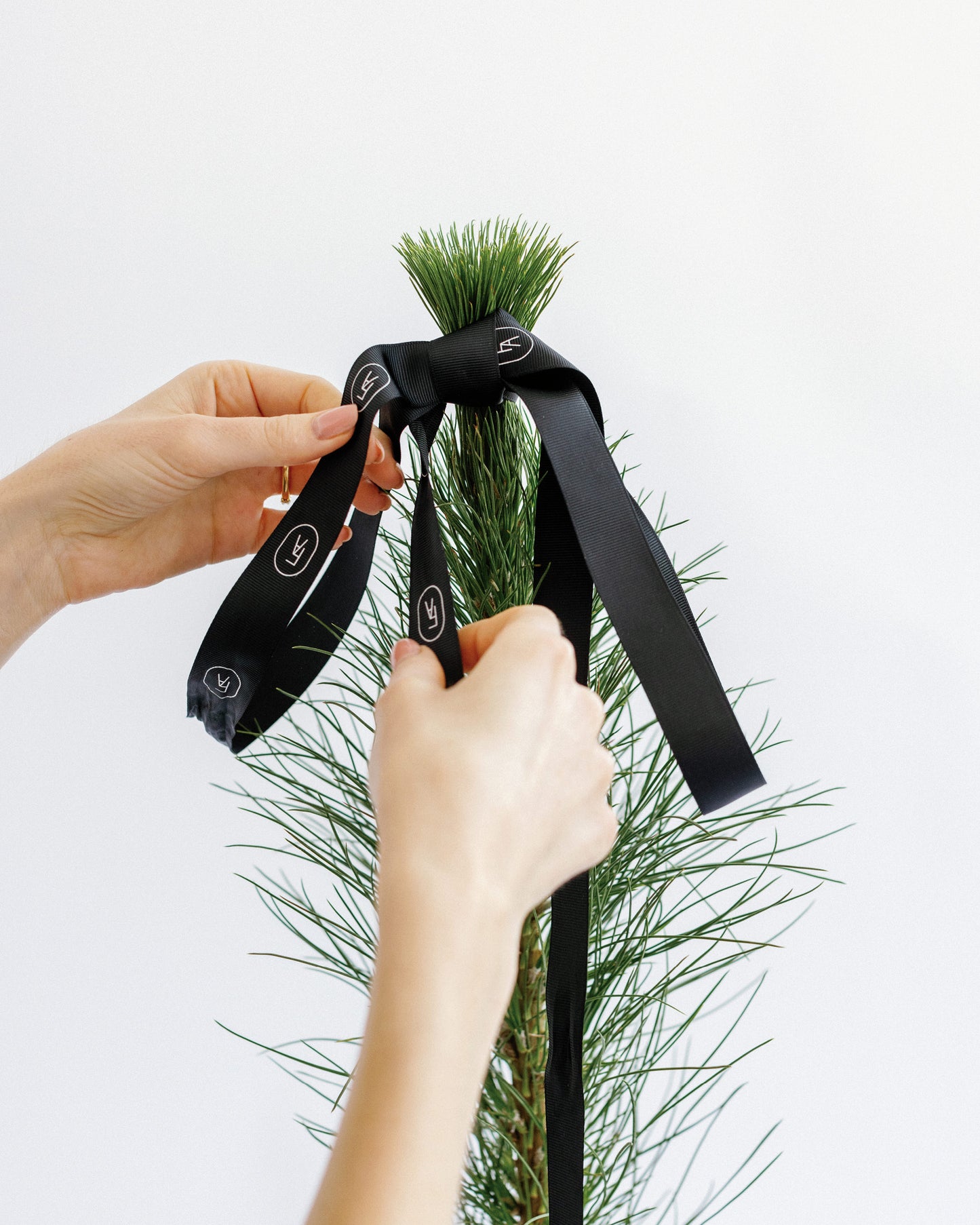 Star Pinus Christmas Tree