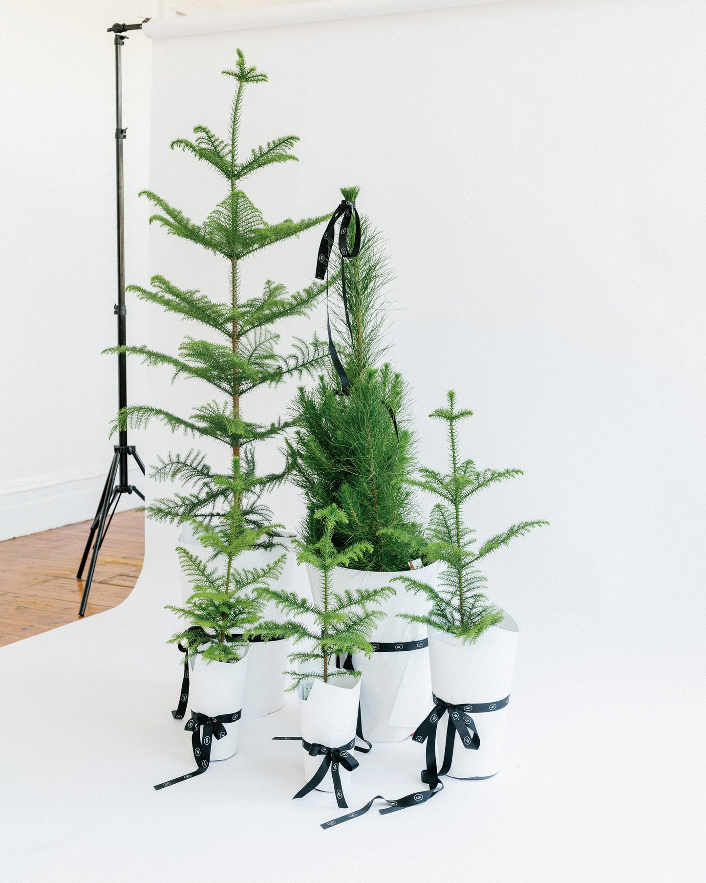 Norfolk Island Christmas Tree