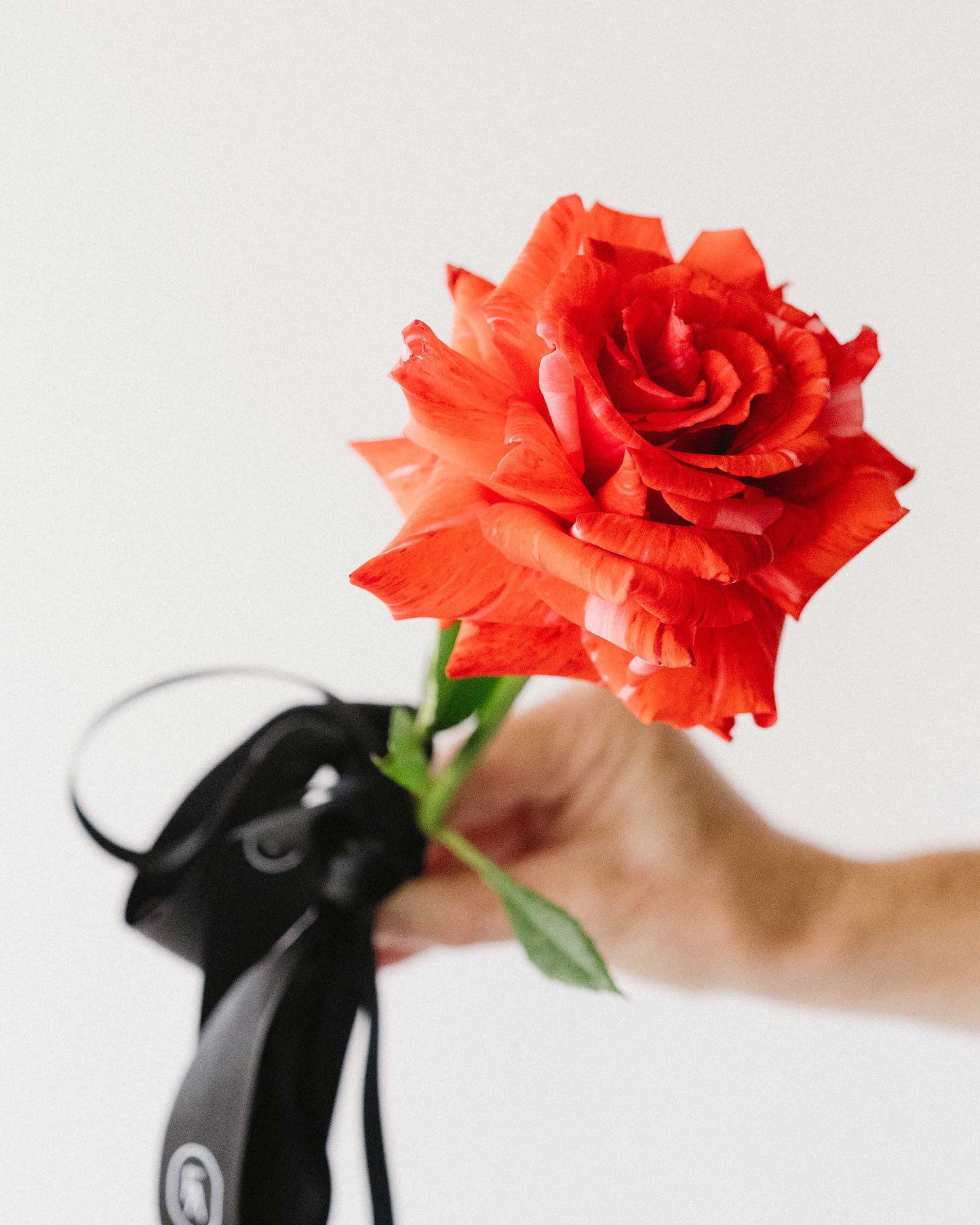 Red Single Stem Rose