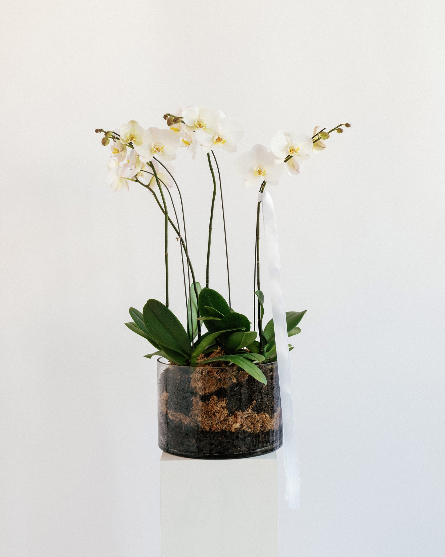 Potted Orchid