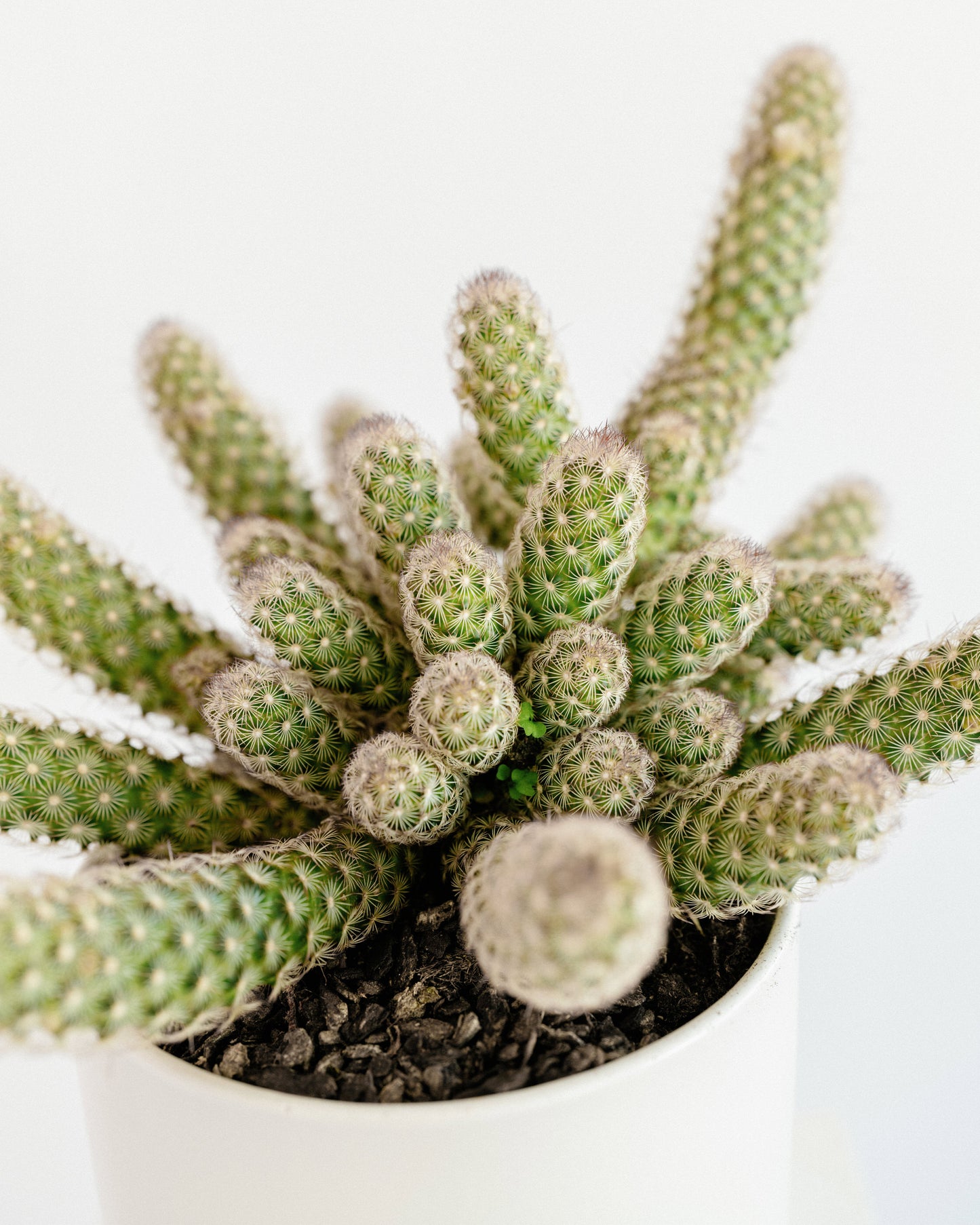 Potted Plants