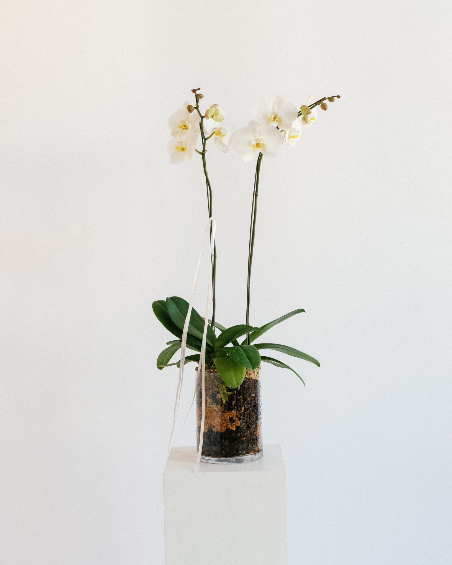 Potted Orchid