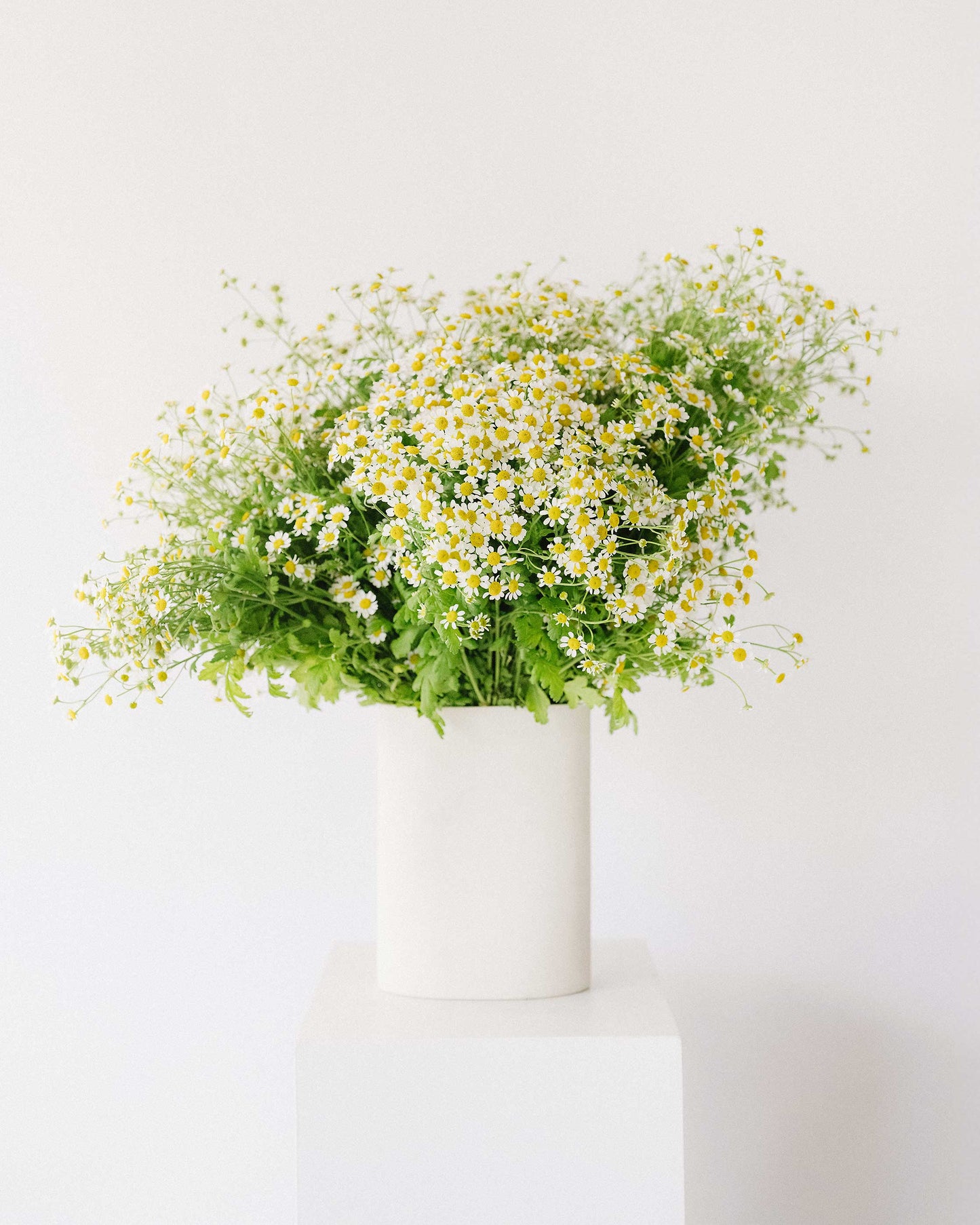 Matricaria Daisy Flower Bunch