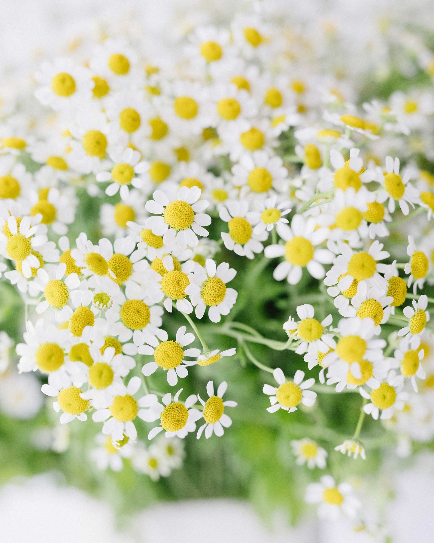 Matricaria Daisy Flower Bunch