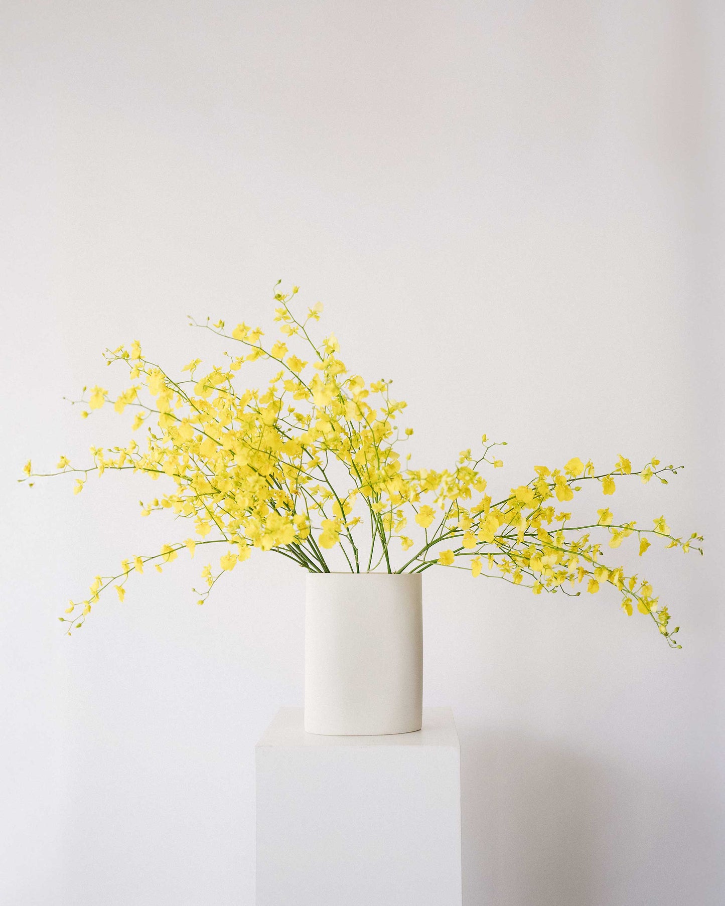 Oncidium Orchids Flower Bunch