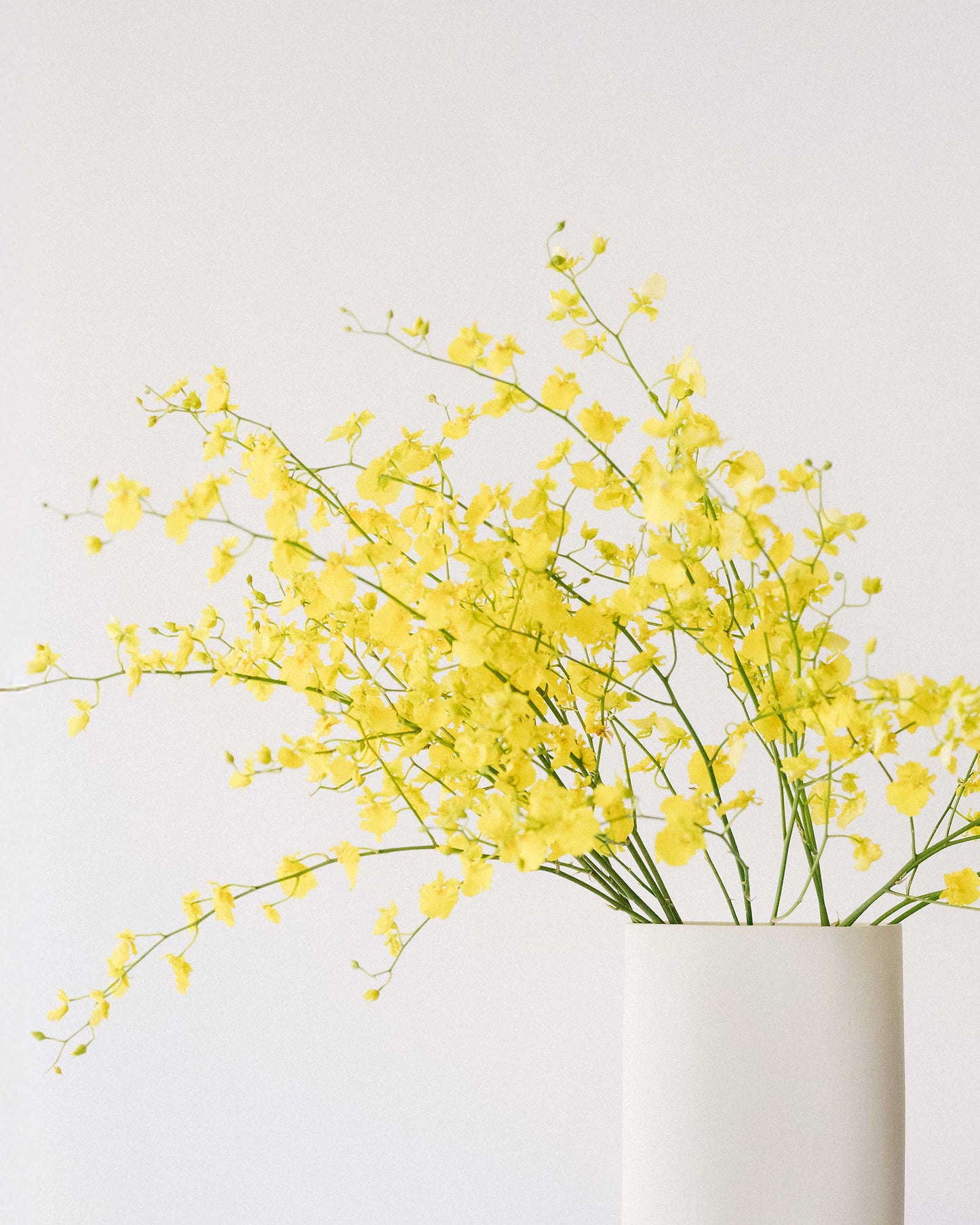 Oncidium Orchids Flower Bunch